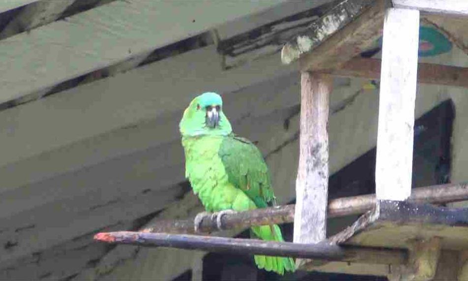 Angriff des Killer-Papageis!