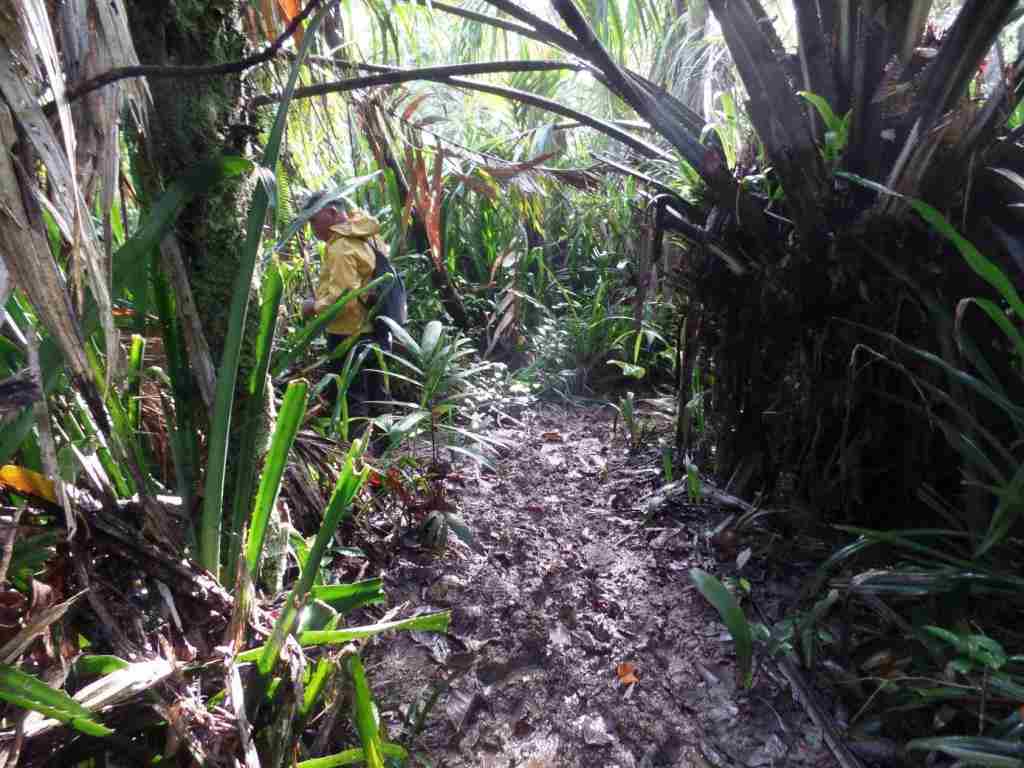 Gut ausgerüstet stampfen wir durch den dichten Dschungel. Julio mit seiner Machete voraus bahnt er uns einen Weg durch das Unterholz.