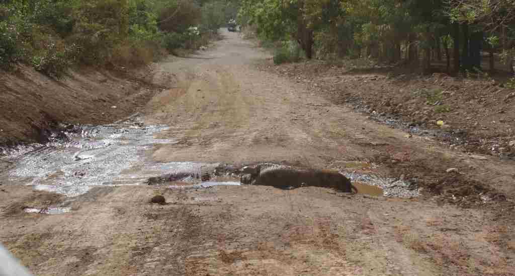 Schwein in Schlammloch